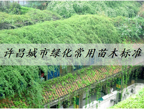 许昌城市绿化常用苗木标准