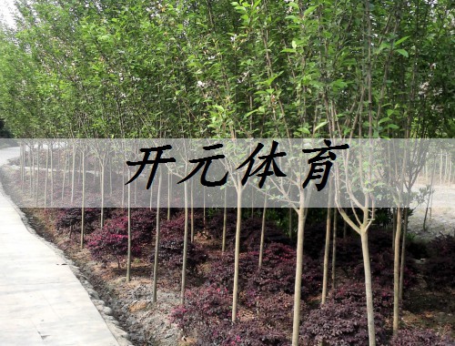 滁州最大的园林绿化苗木市场