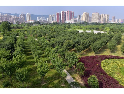 河东城市绿化带植物叫什么